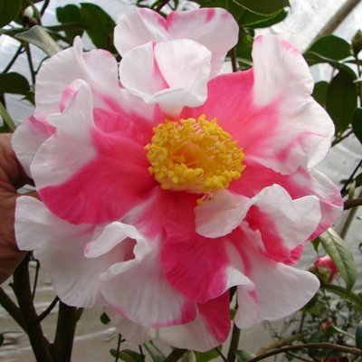 Frank Houser Variegated